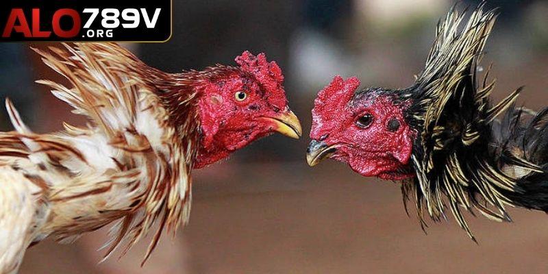 Cập nhật mọi giải đấu lớn nhất về đá gà